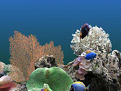 热带鱼水族箱屏保程序最新版v3.3